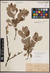 Foto von Salix caprea L.